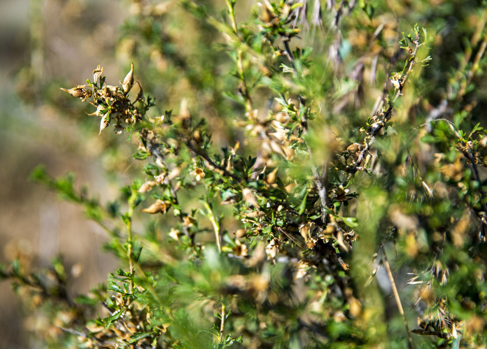 Idaho Fish and Game collect Bitterbrush seeds